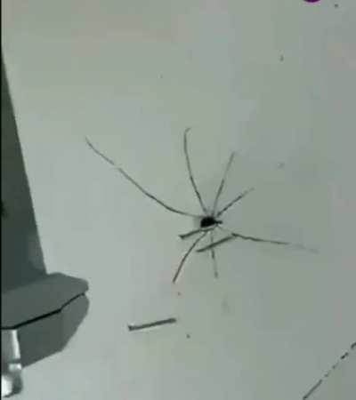 Spidercus. Evader of staples.