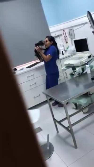 How vets treat your pets