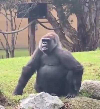 Finally getting CoH3 got me like