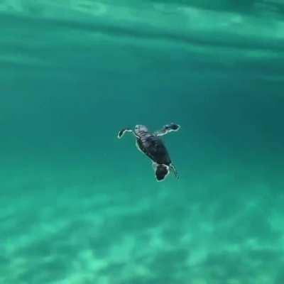 Really smooth follow of this little guy