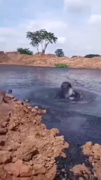 Huge gas bubble bursts through a dark mud pool