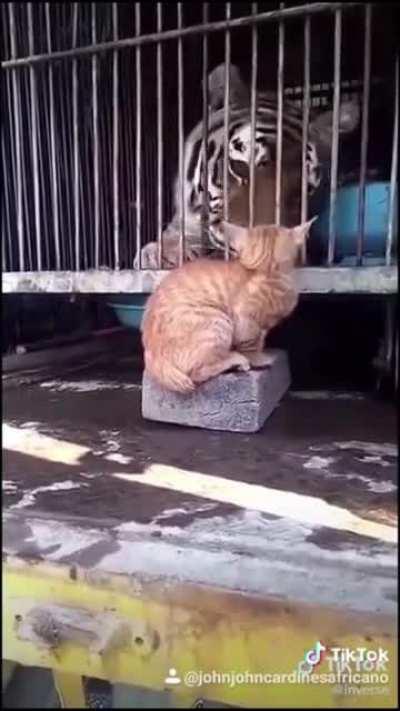 Cats are seriously badass they fear no one