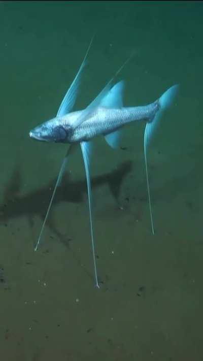 Tri-pod fish don't see their pray.  The long fins feel the vibration of the mud sediment