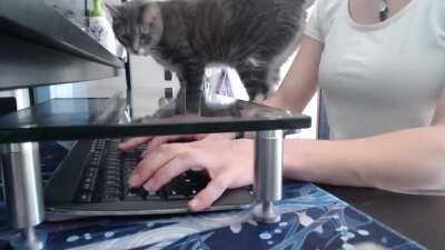 u/bootlegmoon's cat loses his day job