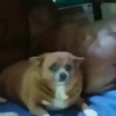 Lazy doggo gets told off