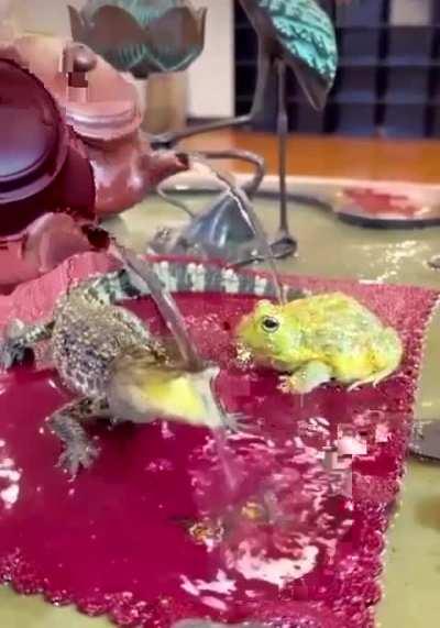 Baby gator in a moment of bliss