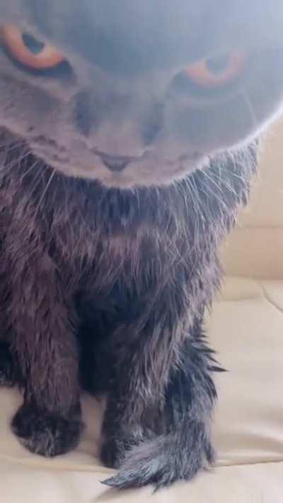 Looks like he didnt like his bath