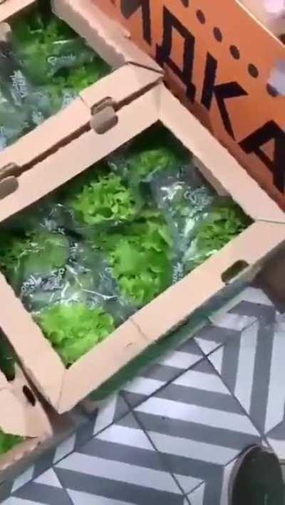 interrupted their meeting