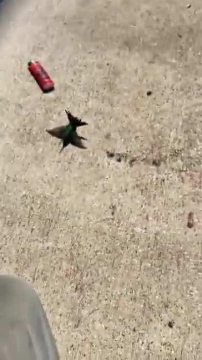 Helping a hummingbird