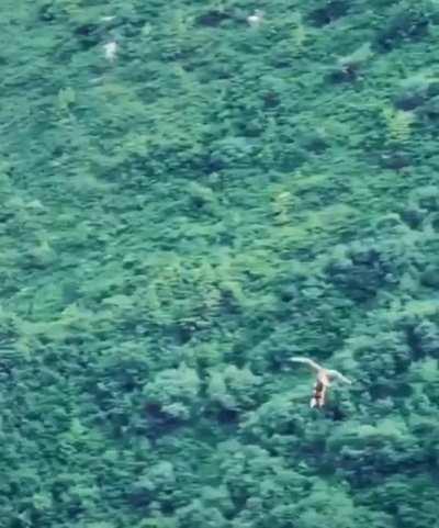 Raptor looses grip but then gets hold of the rabbit mid air