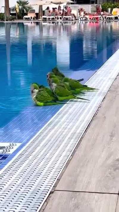 shower time, Who should take a shower first, the one that would take longer or the one that would take a shorter amount of time?