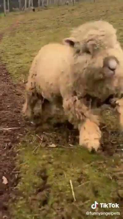 I WANT A PET SHEEP NOW