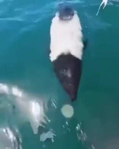 Rare panda dolphins off Argentins's coast.