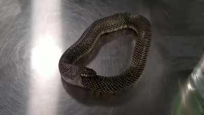 How to stop a snake from eating itself, I guess.