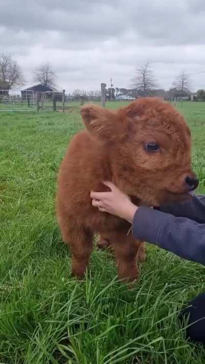 Cuddles For The Fluffiest Highland Cow In New Zealand