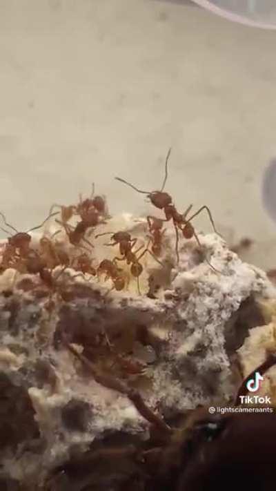 О размере муравьиных королев.