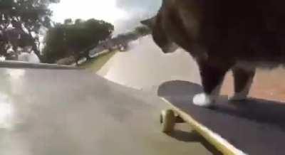 Cat absolutely shredding🗣️🗣️🥵🔥💯💯🥶