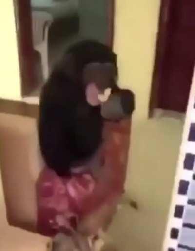 monkey smoking that gas