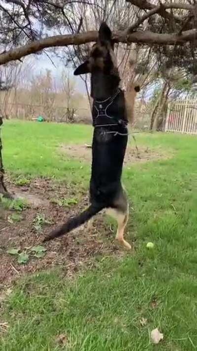 He wants THAT particular stick