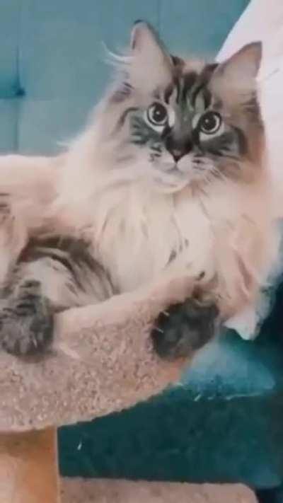 Cat like this music!