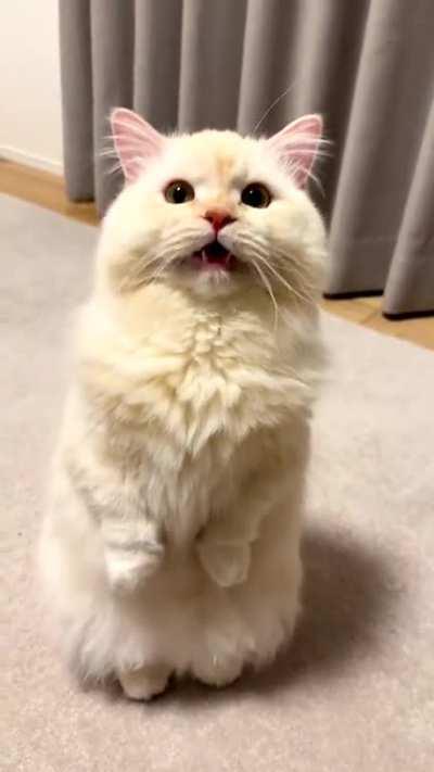 Cat.
