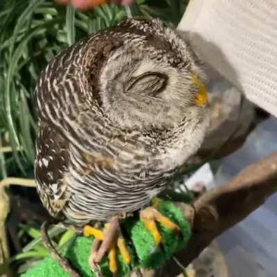 Petting a beautiful owl