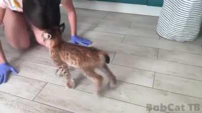 Bobcat headbutts
