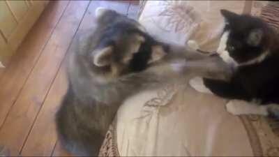 G I V E M E T H E C A T ! ! !