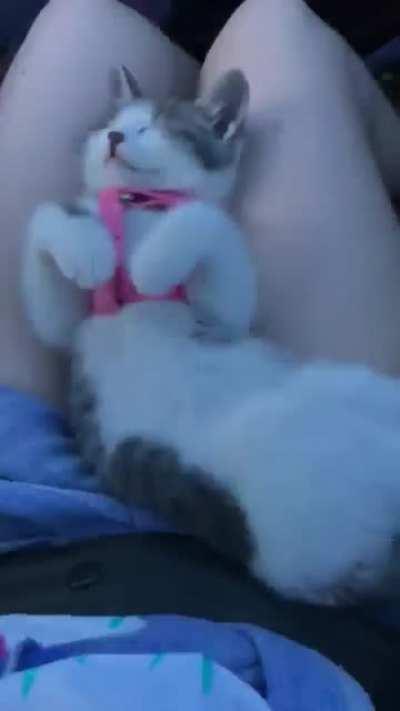 My girl when she was little on our way to the park. She is now 3 years old.