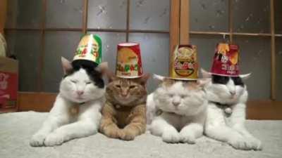 Hats for cats
