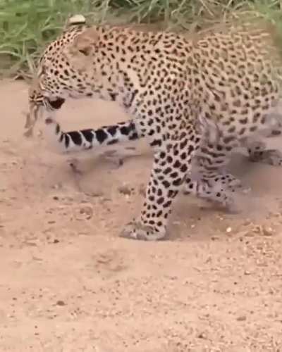 The leopard is fast