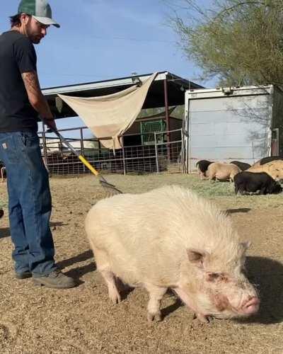 Rampage getting a good raking at Better Piggies Rescue in Arizona