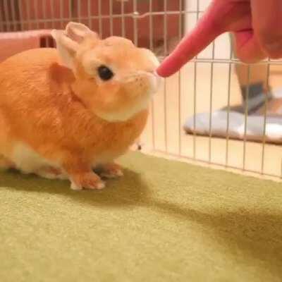 Perfectly toasted marshmallow bunny