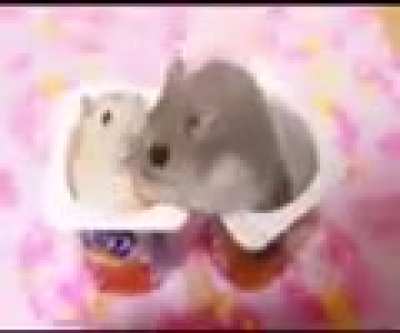 heres the jojo hamster
