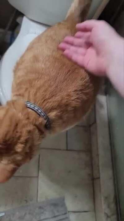 Paying the shower tax: each time I come out of the shower, this happens 🙂