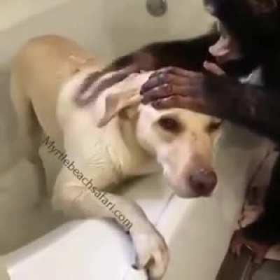 Video of Joe giving Marshall a bath.