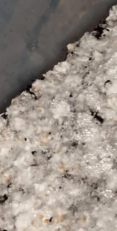 [Technique] How is this looking? Just set it up for fruiting conditions yesterday, does it look too wet or need more FAE?