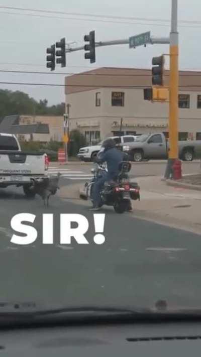 A traffic stop run afowl