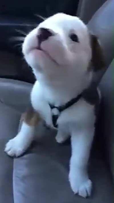 Puppy getting angry at his own hiccups