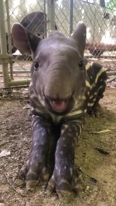 Tapir teef