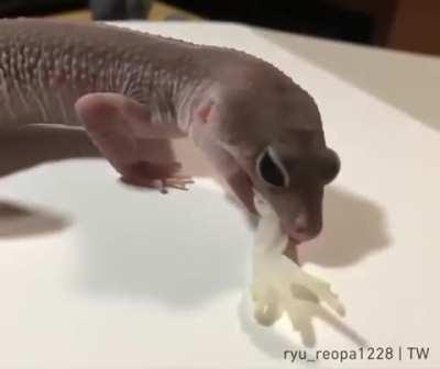 Full shedding of all the little toes