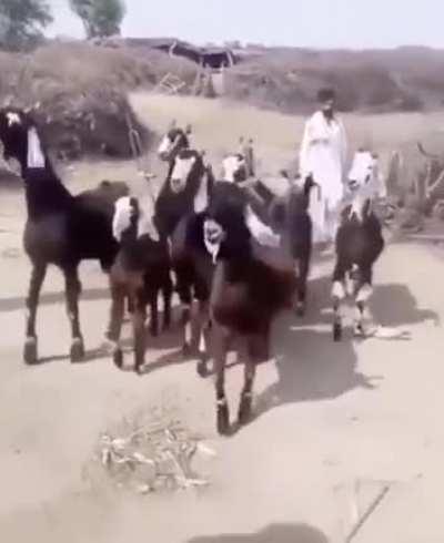 This is my favorite video upvotes pls