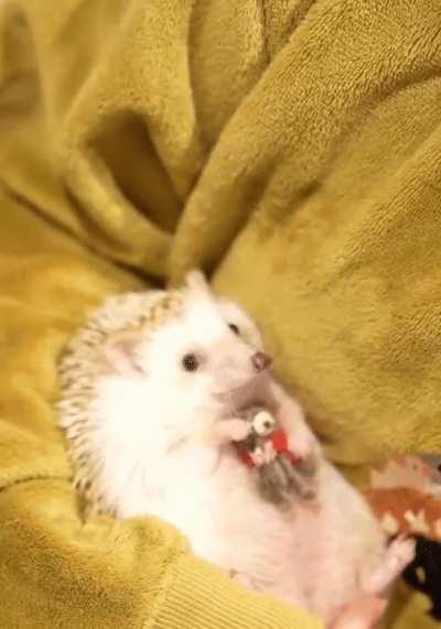 What kind of cute thing is this?