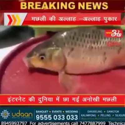 nah fish cought speakig on videos