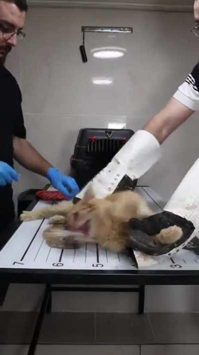 The veterinarian making another cat angry.