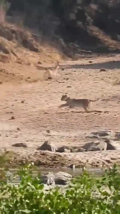 🔥 Lioness herds wildebeest into the path of the waiting pride in Kruger National Park. Perfect teamwork