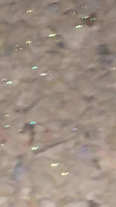 Their eyes are glowing from the phone flash.