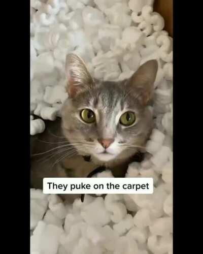 🔊 But they're adorable 🥺💗 Meow~❤️