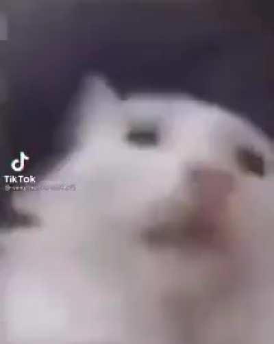 Plus one social credit 🗿