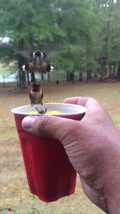 Hummingbirds having a sip of beverage in slow-motion